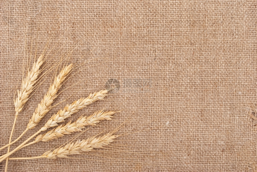 健康优质的背上卷曲景小麦耳朵帆布图片