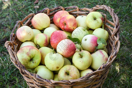 黄色的农业健康将收获的苹果配成篮子图片