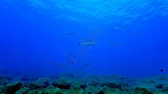 鱼群梭潜水员景观自然高清图片