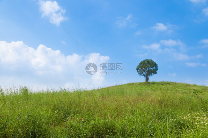 分支绿色大树在山坡上大树牧场中间大树在最晴朗的天空中叶子图片