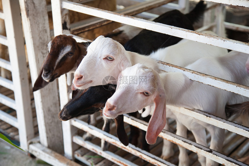 场地栅栏山羊在等观光客的食物把山羊带到笼子里来哺乳动物图片