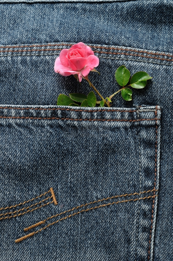 粉红玫瑰露出一个牛仔的后口袋美丽背部图片