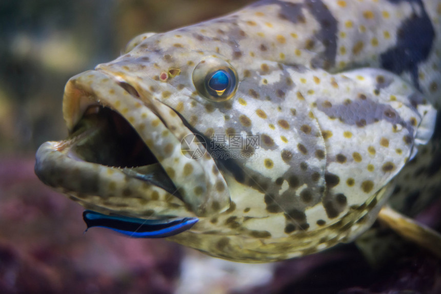 腻橙斑石鱼河口鳕Epinepheluscoioides动物蝾螈图片