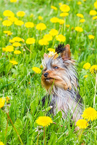 美丽的在野生草地上用丁迪利翁约克郡犬类图片