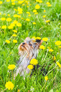 黄色小狗梗犬在野生草地上用丁迪利翁花园春天背景