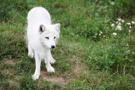 犬科动物自然中的北极狐美丽降雪图片