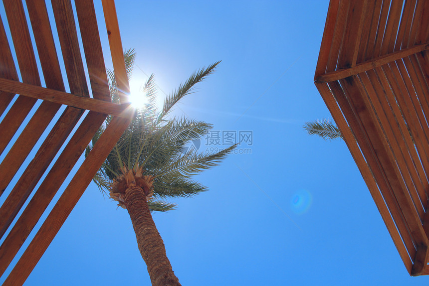 植物太阳光线穿过棕榈树的枝海滩上棕榈树旅行概念热带休闲度假生活方式概念放松非洲太阳光线穿过棕榈树的枝放松概念制作夏天图片