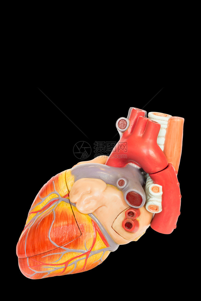 心跳复制人类脏模型的侧边视图分离FonBlack背景健康图片