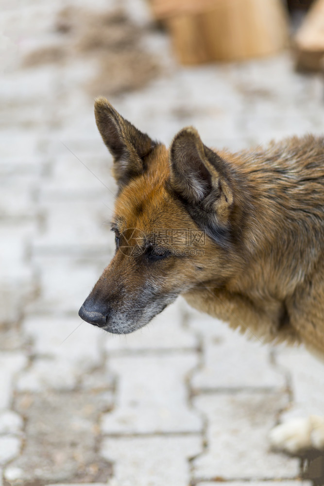 自然扑克可爱的土耳其比利时狼狗头部肖像画图片