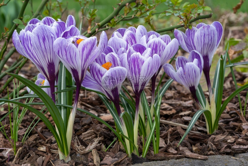 全景Crocus关上春天的花朵风景优美植物图片