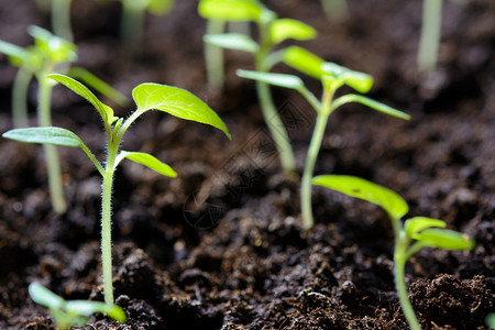 农场食物地球生态友好型农业产紧闭式温室中的年轻番茄植物幼苗图片