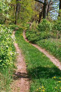春季绿林小径夏间春绿林间小径公园春天场景图片