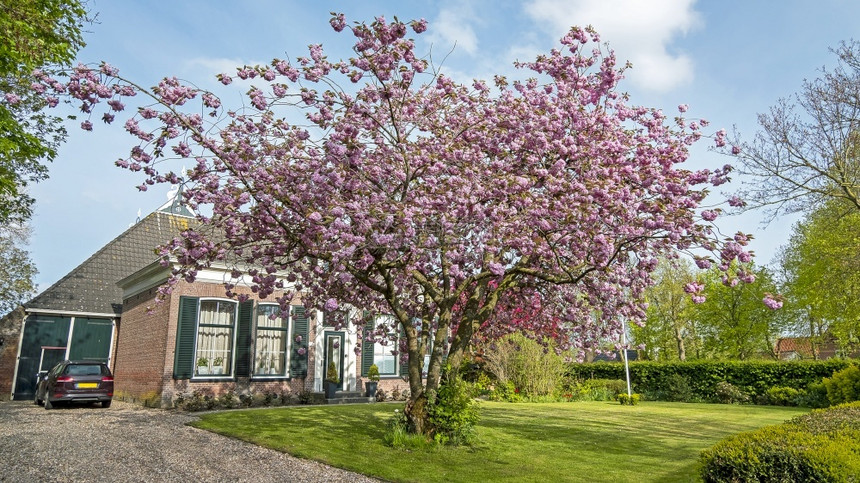 风景荷兰一棵露花樱桃树和中世纪的一座乡村住宅文化植物群图片