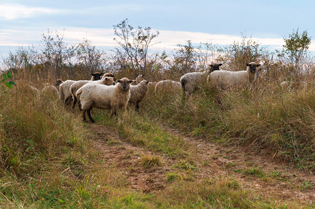 羊在田间春天的羊群在田间草地农场中图片
