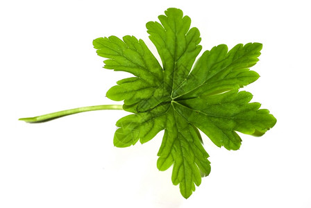白色背景上分离的青绿新叶自然子天竺葵图片