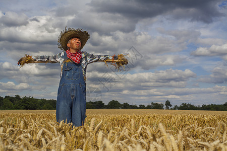 麦田里稻草人常设人们收成男穿稻草在小麦里背景