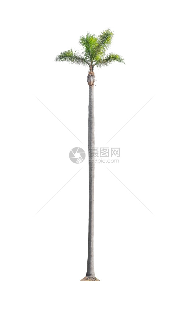 椰子白底隔离的绿色美丽高棕榈树象征的图片
