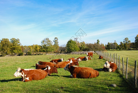 海休息肉养牛于瑞典的农村平原图片