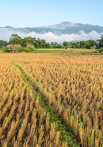 全景风绿色亚洲农村地区大米田的景象早上收获后于亚洲农村图片