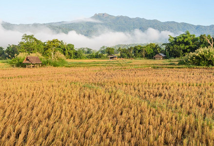 农场泰国亚洲村地区大米田的景象早上收获后于亚洲农村绿色图片