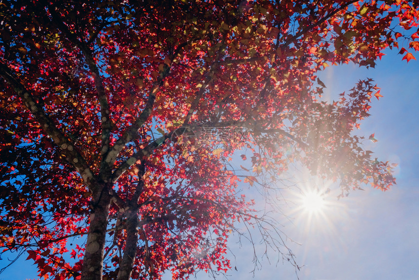 加拿大金的十一月泰国秋叶树图片