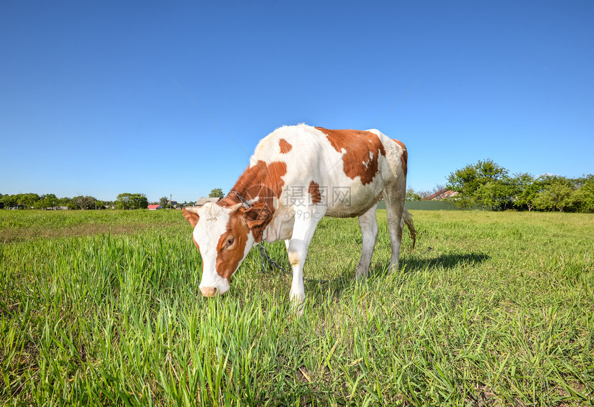 乡村的牧场天鲜绿色田野背景中的奶牛吃草自然背景的年轻红白斑牛图片