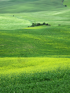 爬坡道农场绿色意大利皮恩扎附近典型的托斯卡纳风景图片