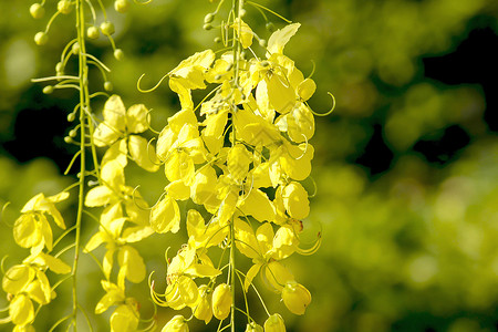 夏天喀拉邦Cassia瘘管病美丽的黄色树图片