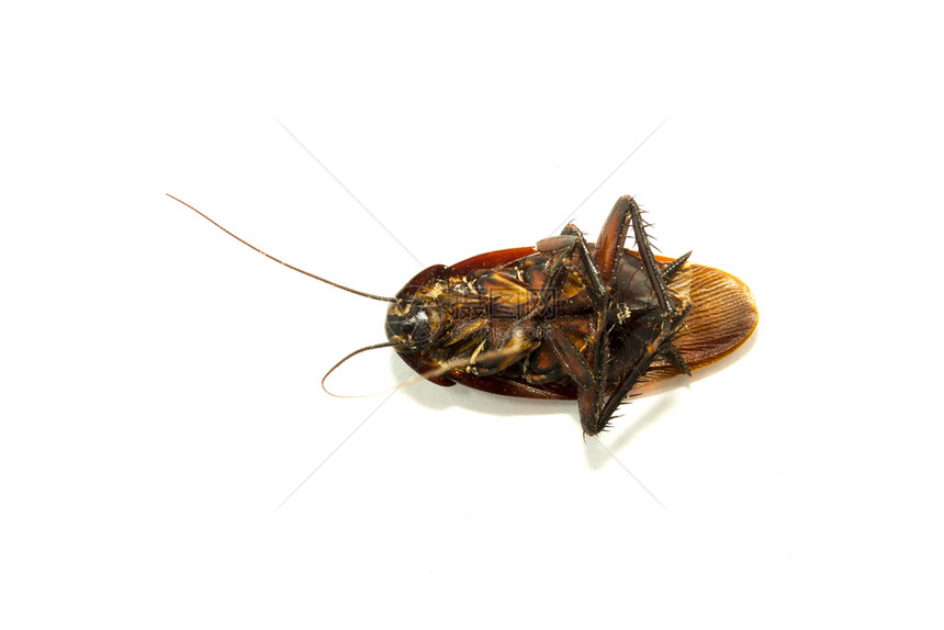 死在白种背景的蟑螂身上天线健康杀图片