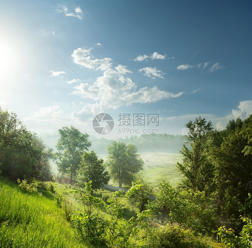 植物一种清晨在蓝天空下的绿林中福吉夏天图片