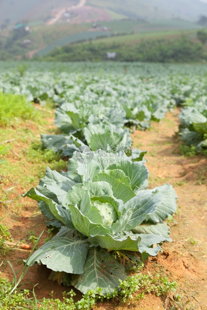 生的场地农业菜区种植的高山寒冷食物图片