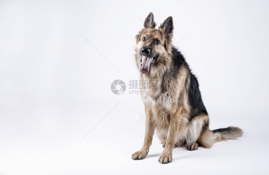 一只德国牧羊犬坐在白色背景上着犬类保镖图片