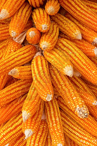 收获传统的干玉米颜色图片