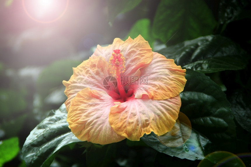 芽黄色的美丽芙蓉花在阳光明媚的下黄色芙蓉花在绿背景的丛林芙蓉花中绽放在热带花园中的芙蓉夏威夷植物生长叶子图片