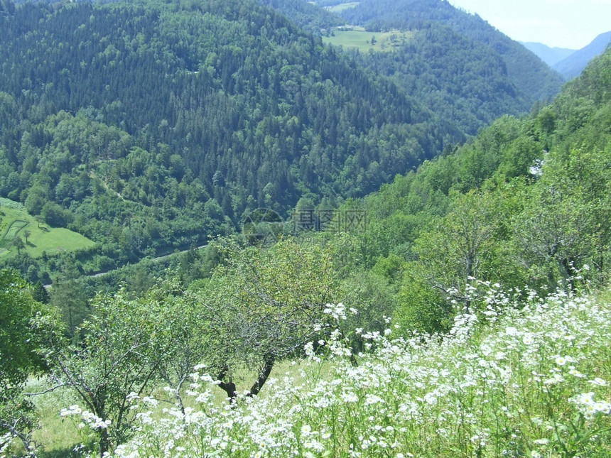概述户外阿尔卑斯山景中生活间绿林谷全景风图片