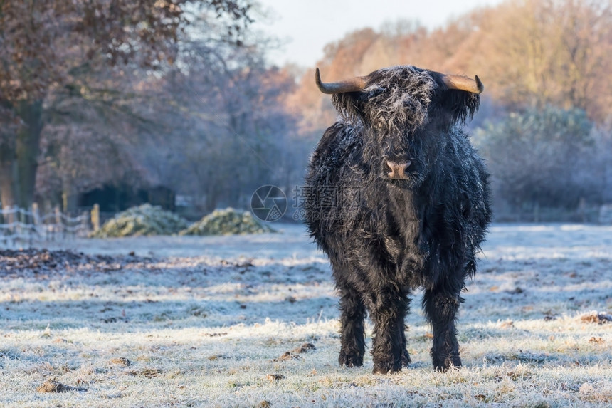 冬季冷冻草原上的黑苏格兰高地牛舍内维尔季节图片