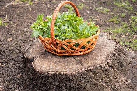 草自然在树桩上是一篮子绿色的叶有织物内特尔的绿叶顺势疗法图片