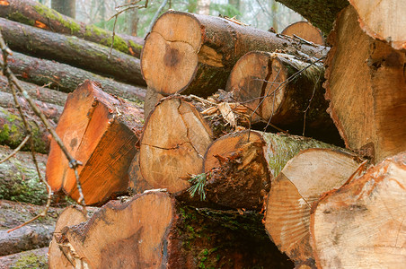 木材堆叠在森林里砍伐树木在路边森林里砍伐树木图片