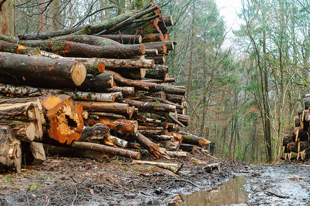 针叶树俄罗斯在森林里砍伐树木在路边森林里砍伐树木环境图片