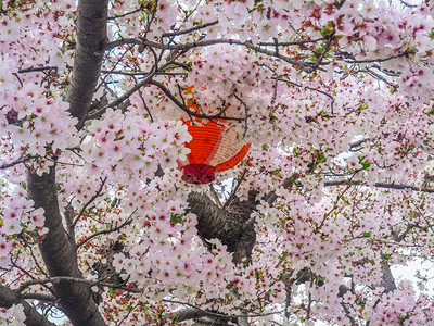 颜色亚洲人藏在日本樱花中的多彩纸灯笼日本绿和樱花朵自然图片