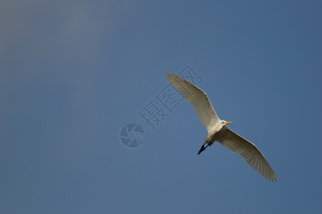 观鸟摄影其自然栖息地中的小Egret白色的图片