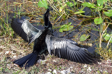 在佛罗里达被射杀的ANHINGA蛇鸟水喙高清图片