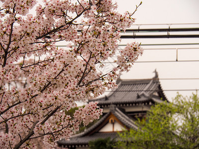 蓝色的新鲜日本古老城堡在原有樱花树木图片