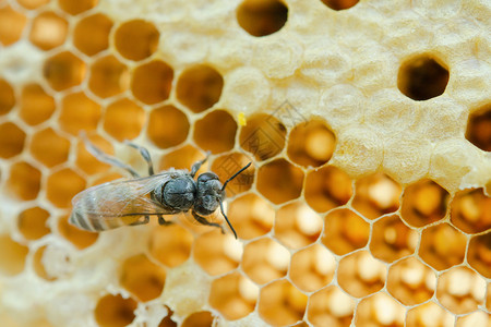蜂窝背景六边形纹理蜜蜂和工作的宏细节梳子昆虫图片
