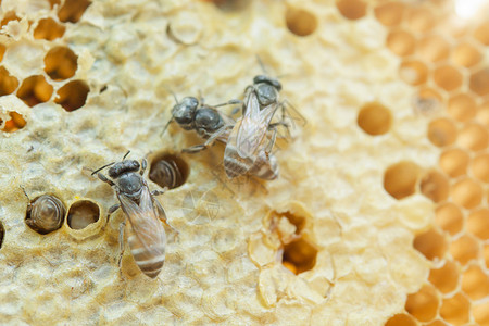 动物蜂窝背景六边形纹理蜜蜂和工作的宏养业蜡图片