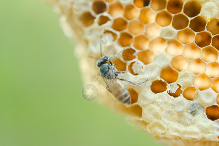 在职的细胞动物蜂窝背景六边形纹理蜜蜂和工作的宏图片