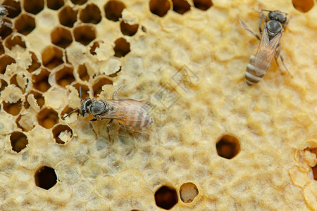 蜂窝背景六边形纹理蜜蜂和工作的宏自然健康金的图片