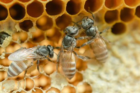 几何学黄色的蜂窝背景六边形纹理蜜蜂和工作的宏有机图片