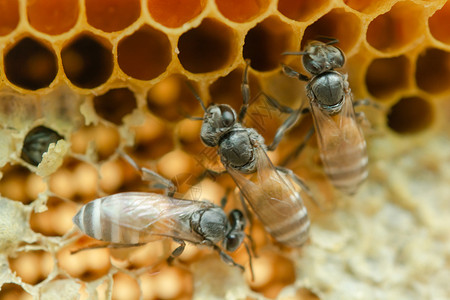 梳子细胞蜂窝背景六边形纹理蜜蜂和工作的宏糖图片