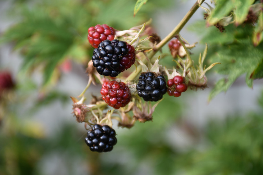 生的植物团体熟未的黑莓密闭图片